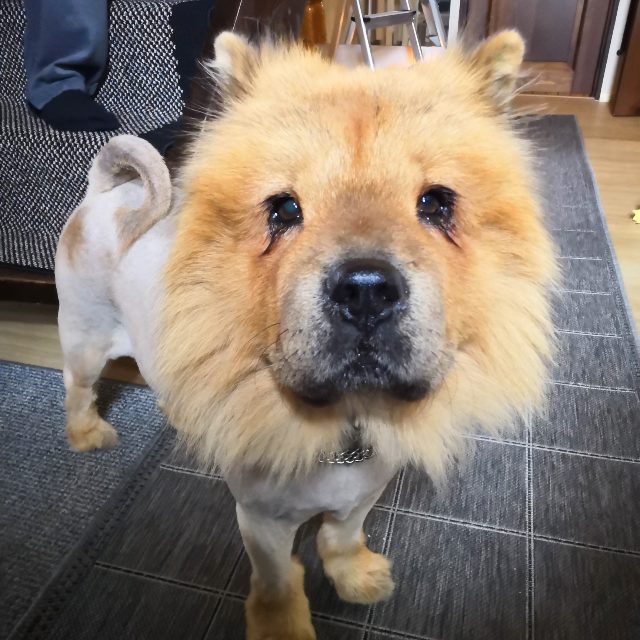 chow chow – Hertta