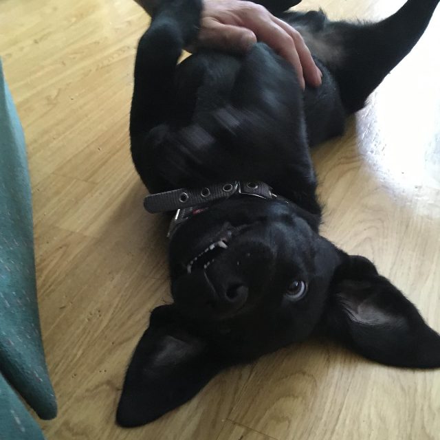 Roki · labradorinnoutaja