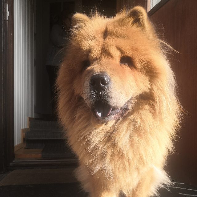 chow chow – Hertta