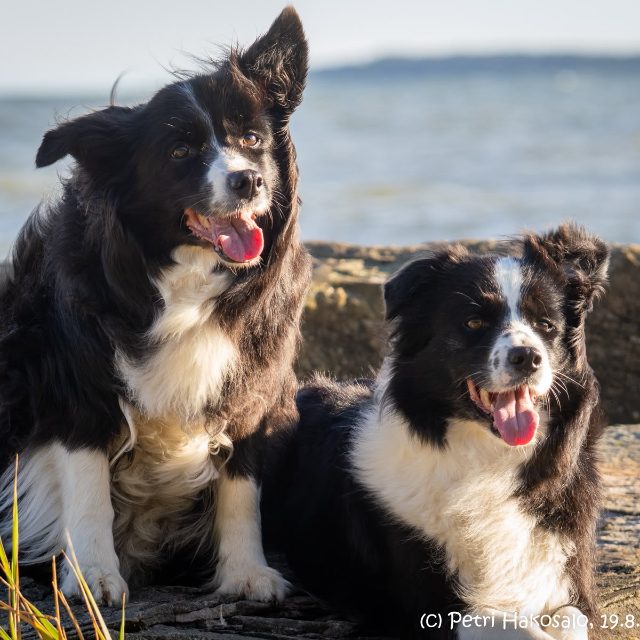 Hannan koirat · bordercollie