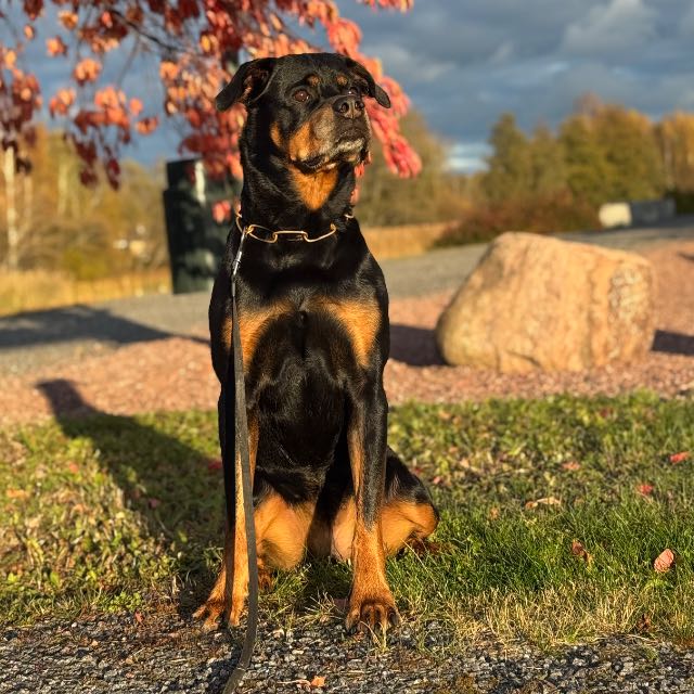rottweiler – Luna