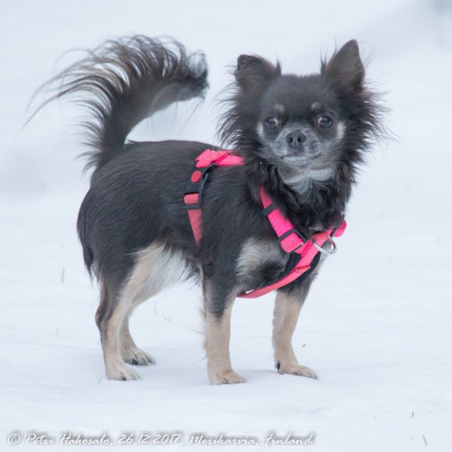 Venla · chihuahua, pitkäkarvainen