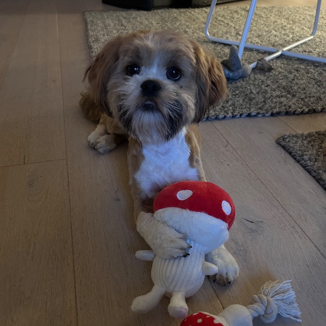 Kerttu · lhasa apso