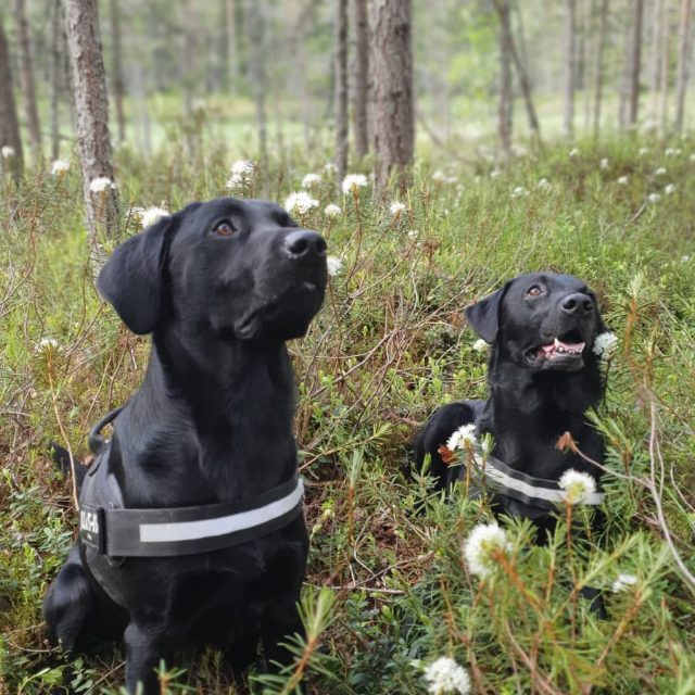 Kaapo ja Nemo · labradorinnoutaja