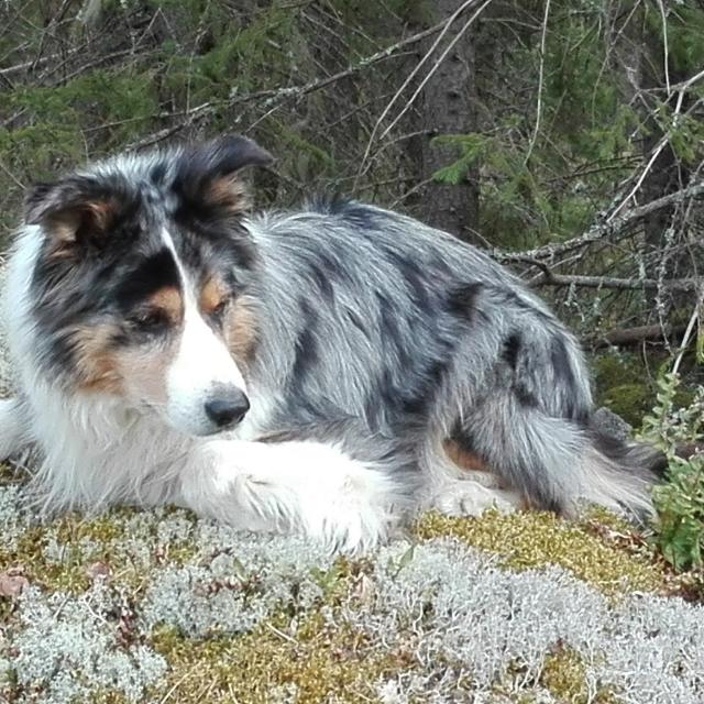 bordercollie