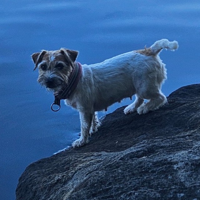 jackrussellinterrieri – Daami
